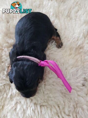 toy cavoodle   king charles cavalier x toy poodle dna clear parentage