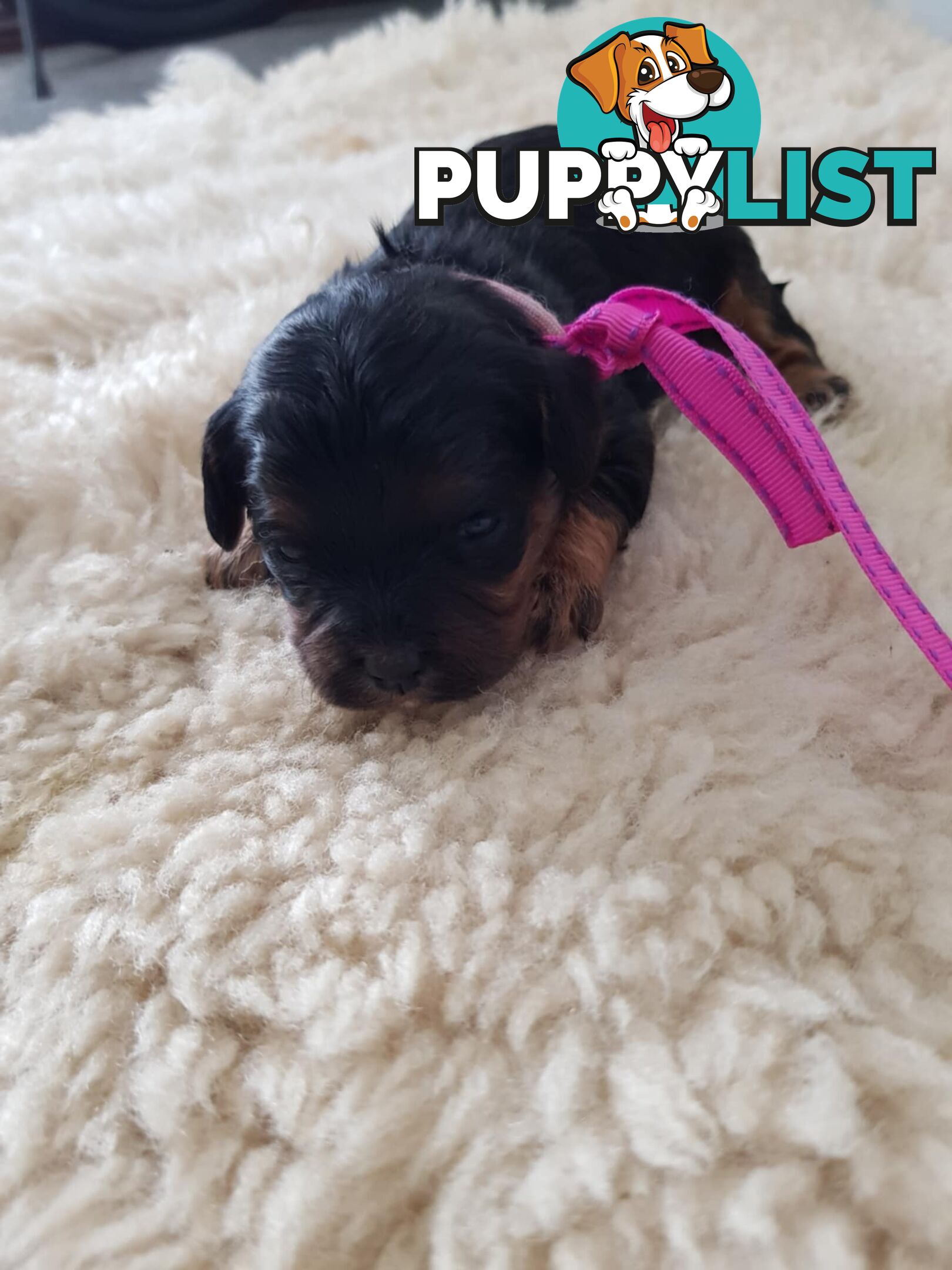 toy cavoodle   king charles cavalier x toy poodle dna clear parentage