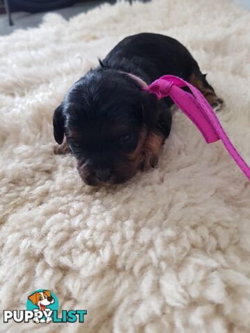 toy cavoodle   king charles cavalier x toy poodle dna clear parentage