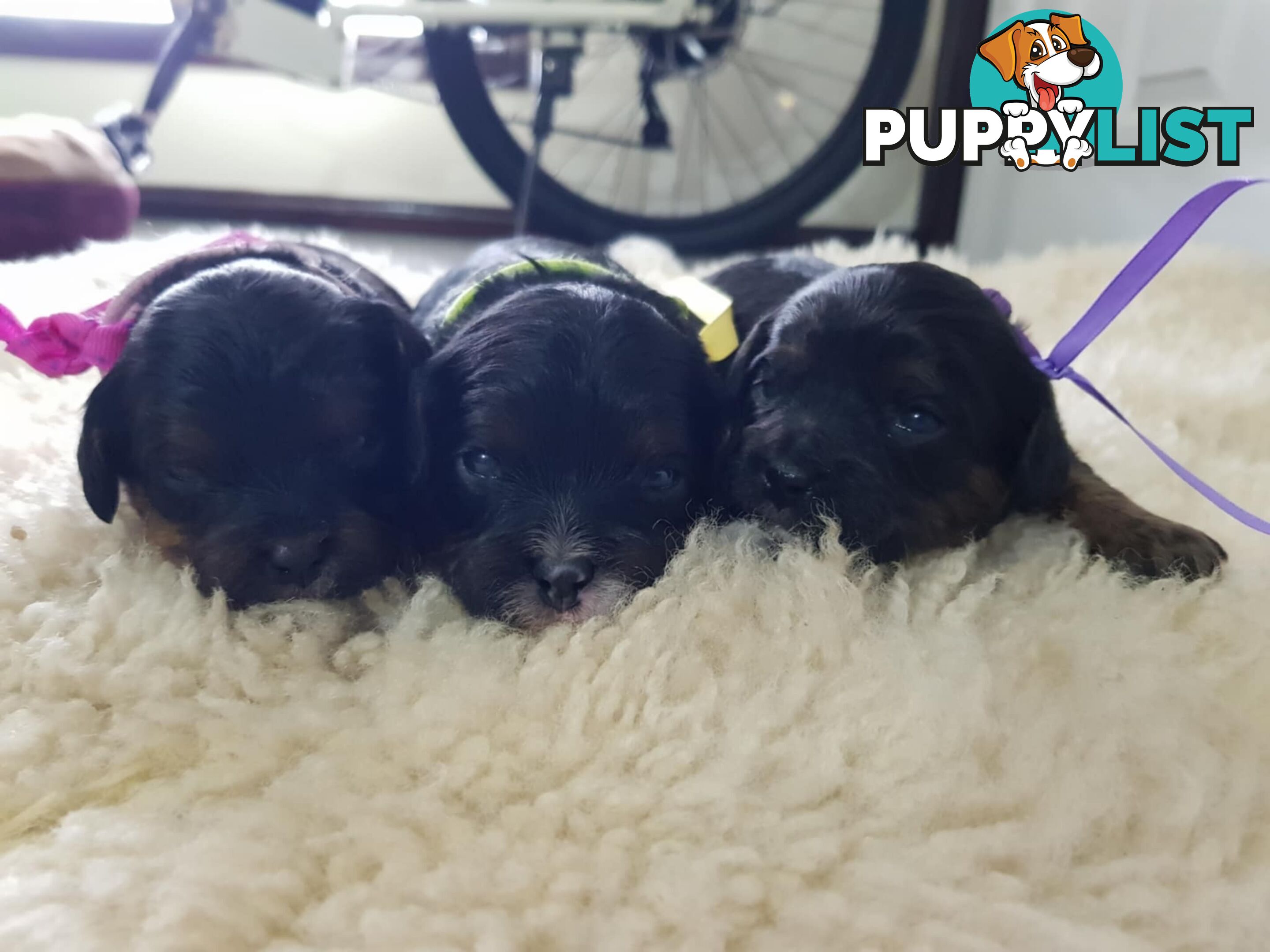 toy cavoodle   king charles cavalier x toy poodle dna clear parentage
