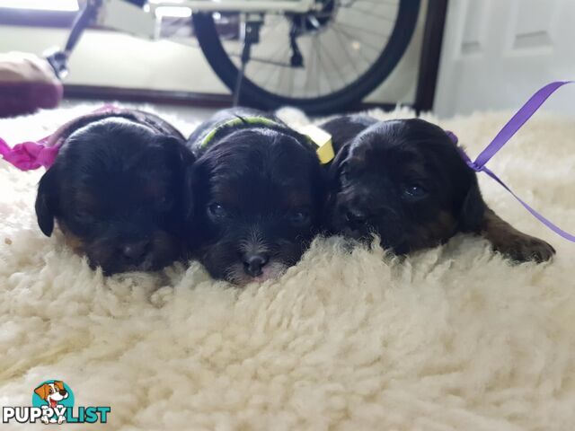 toy cavoodle   king charles cavalier x toy poodle dna clear parentage