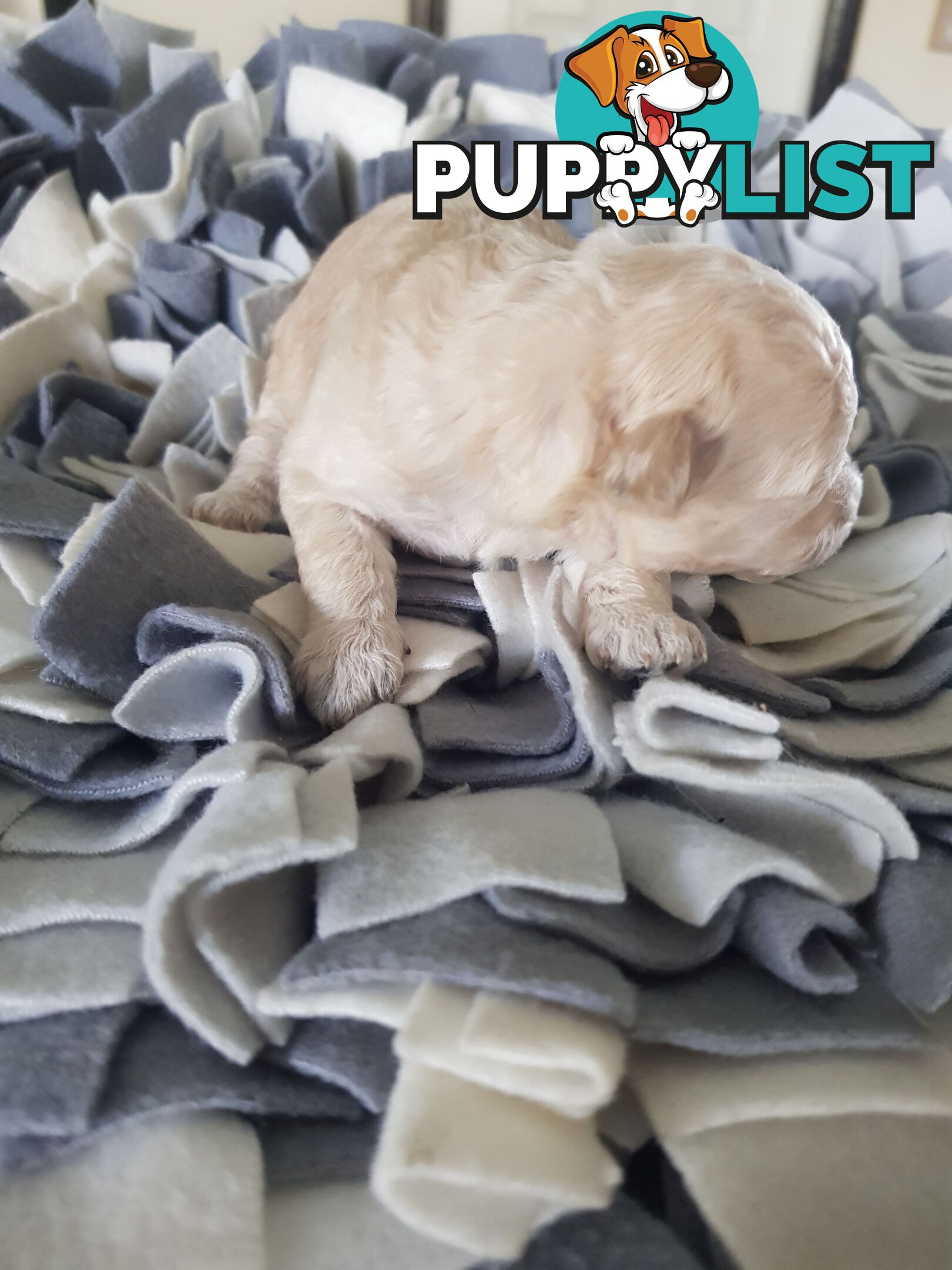 Toy Poodle Pure bred Dna clear parents