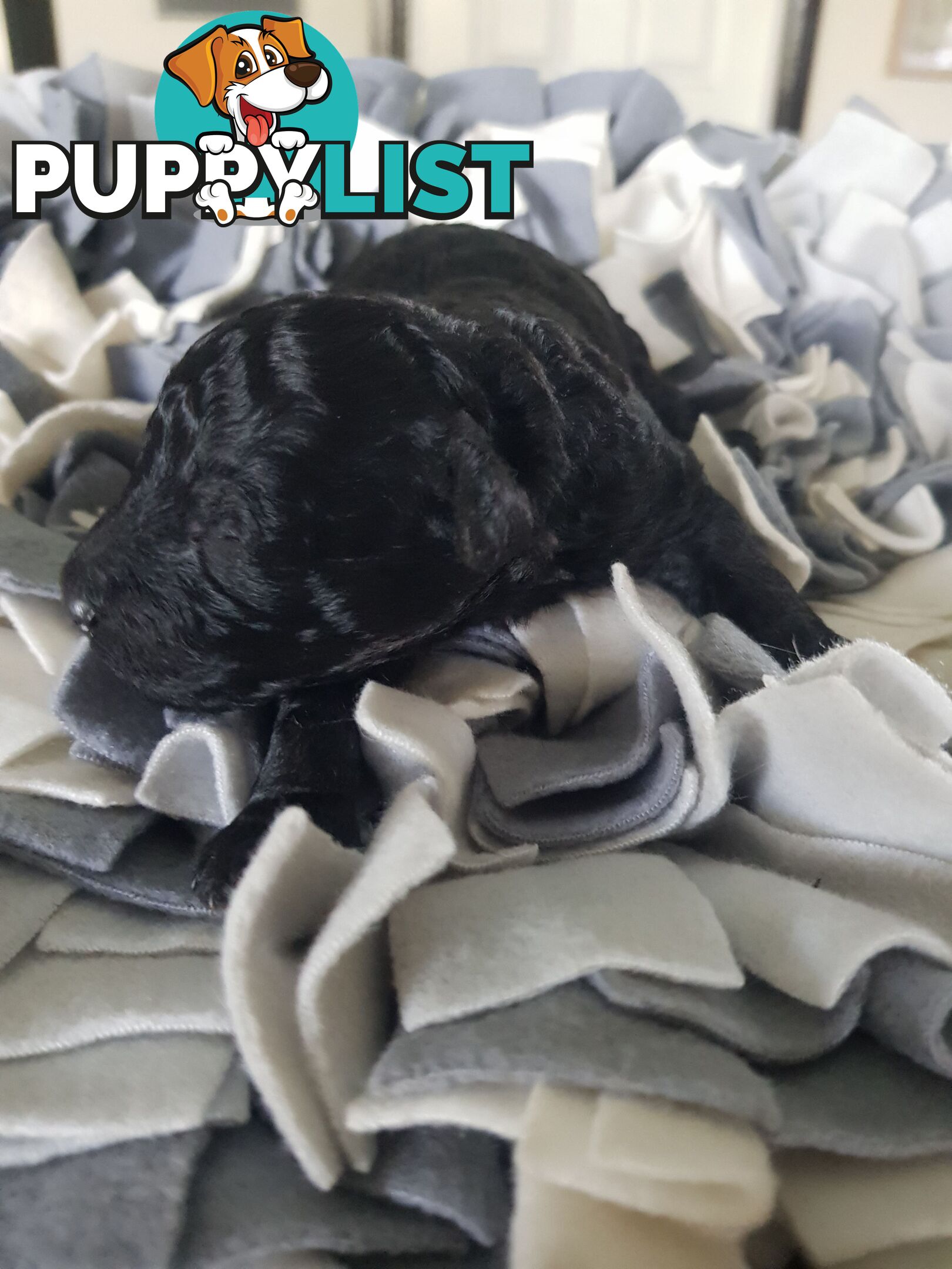 Toy Poodle Pure bred Dna clear parents