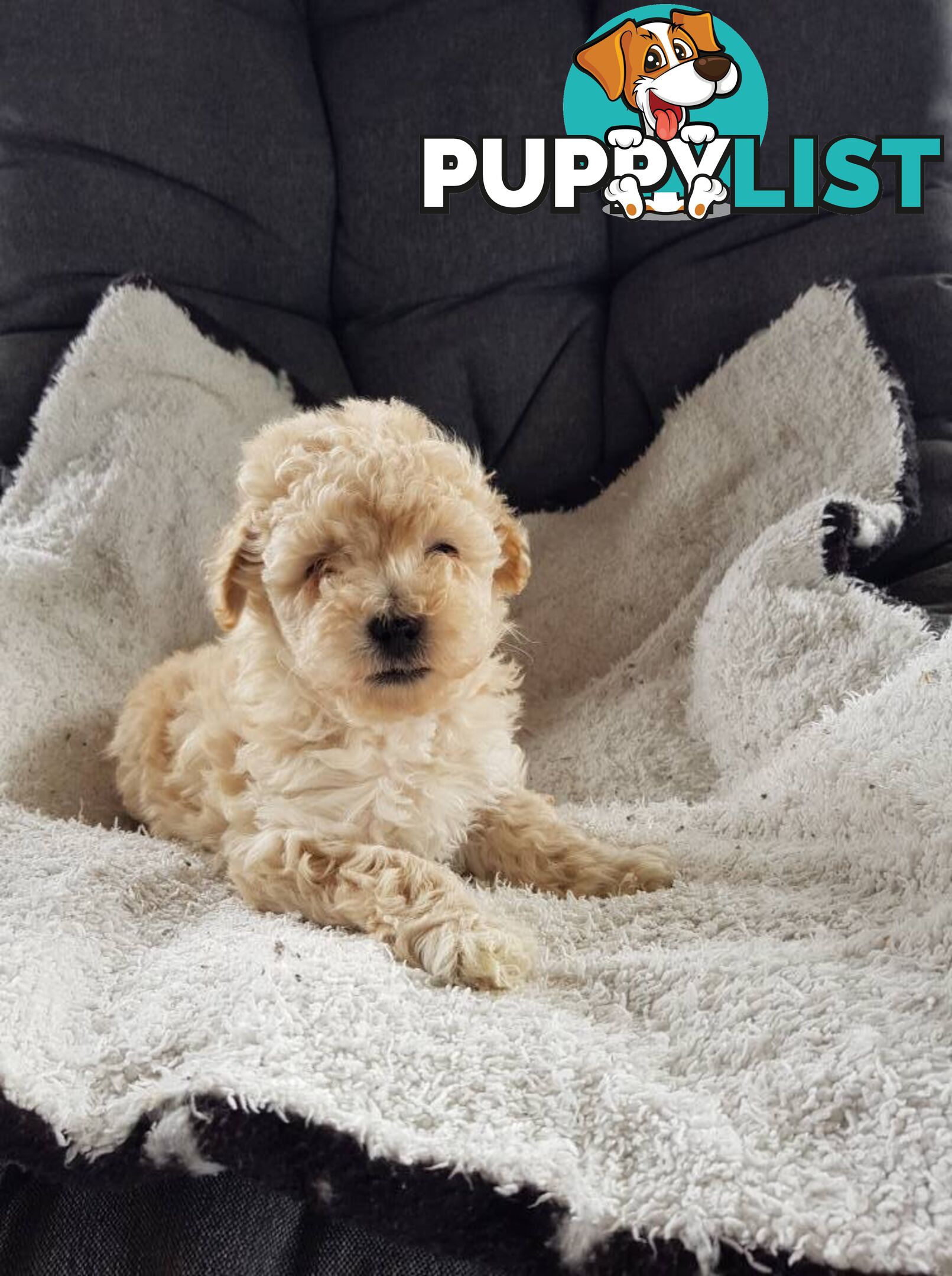 Toy Poodle Pure bred DNA  clear by parentage