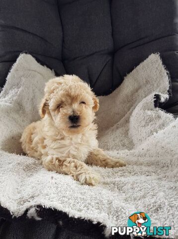 Toy Poodle Pure bred DNA  clear by parentage