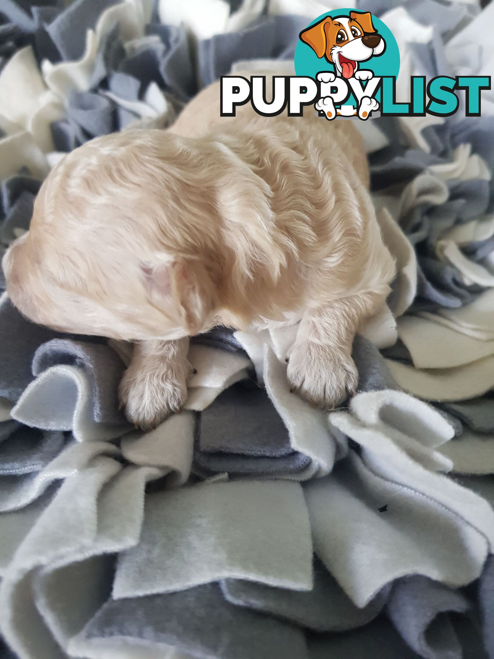 Toy Poodle Pure bred Dna clear parents