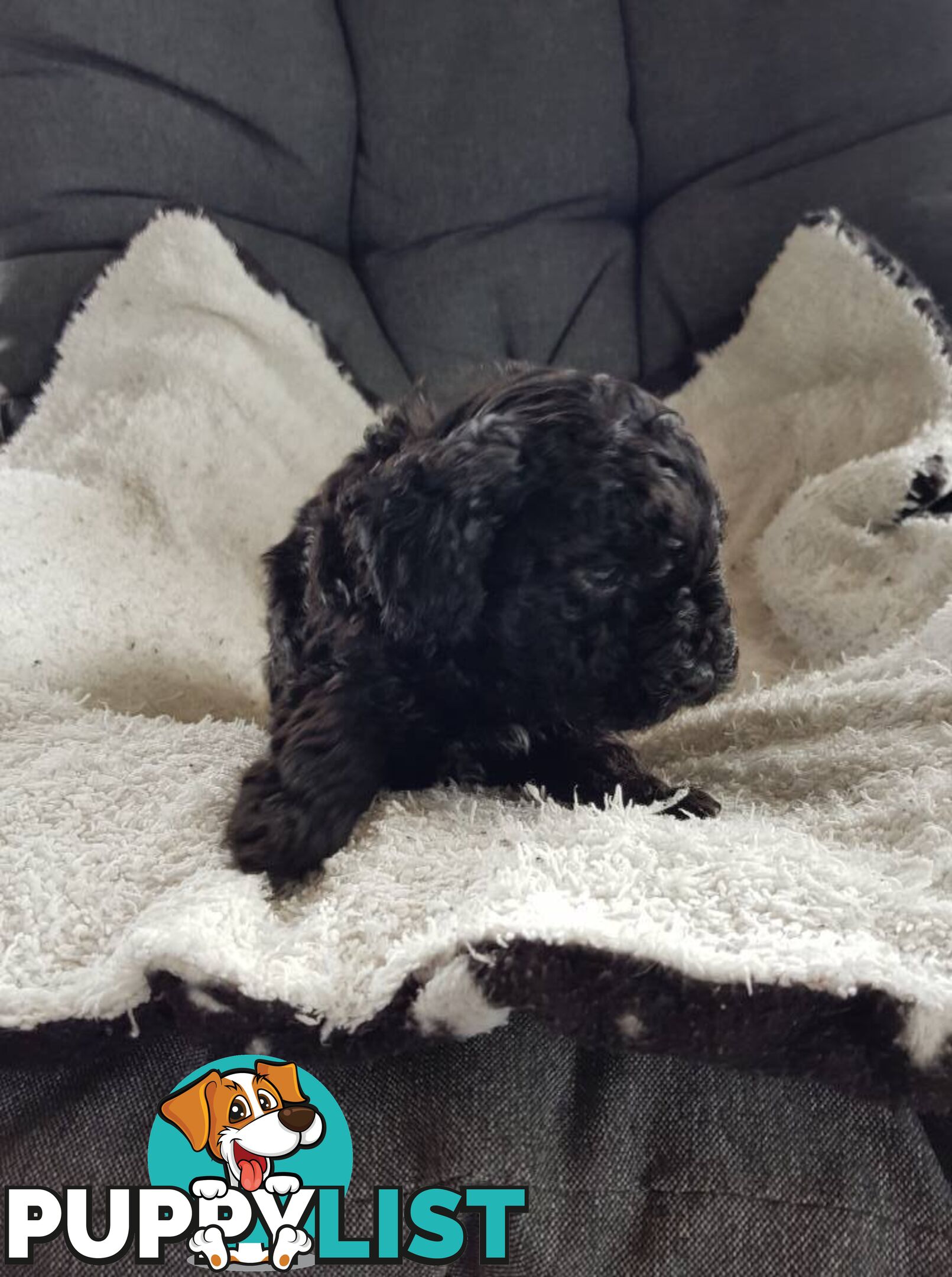 Toy Poodle Pure bred DNA  clear by parentage