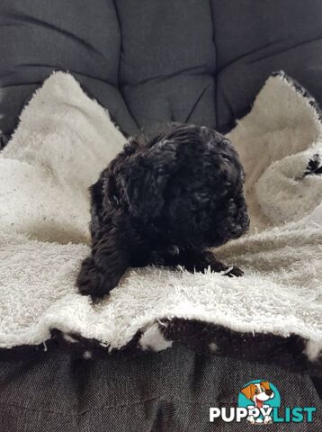 Toy Poodle Pure bred DNA  clear by parentage