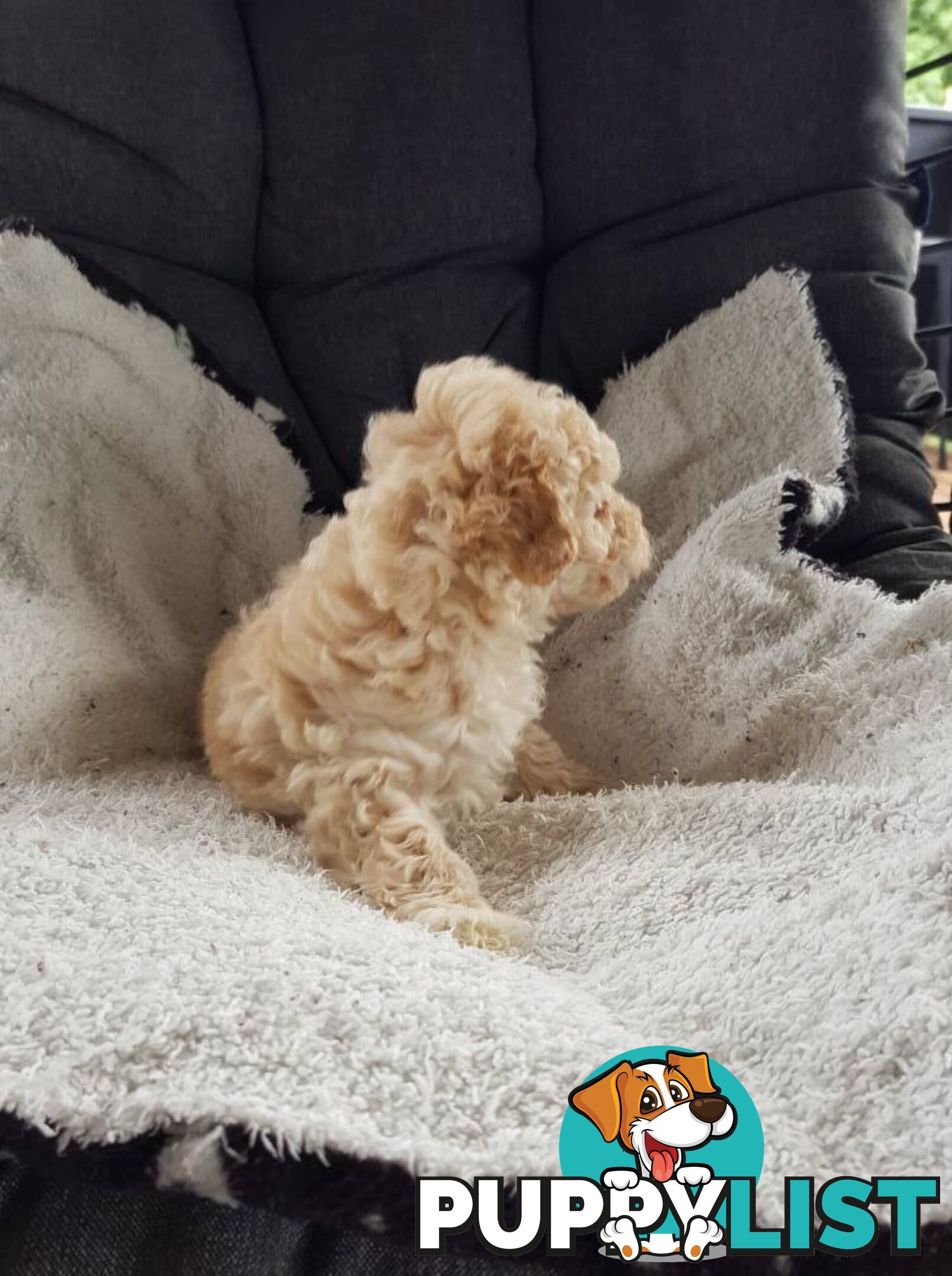 Toy Poodle Pure bred DNA  clear by parentage