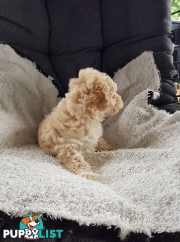 Toy Poodle Pure bred DNA  clear by parentage