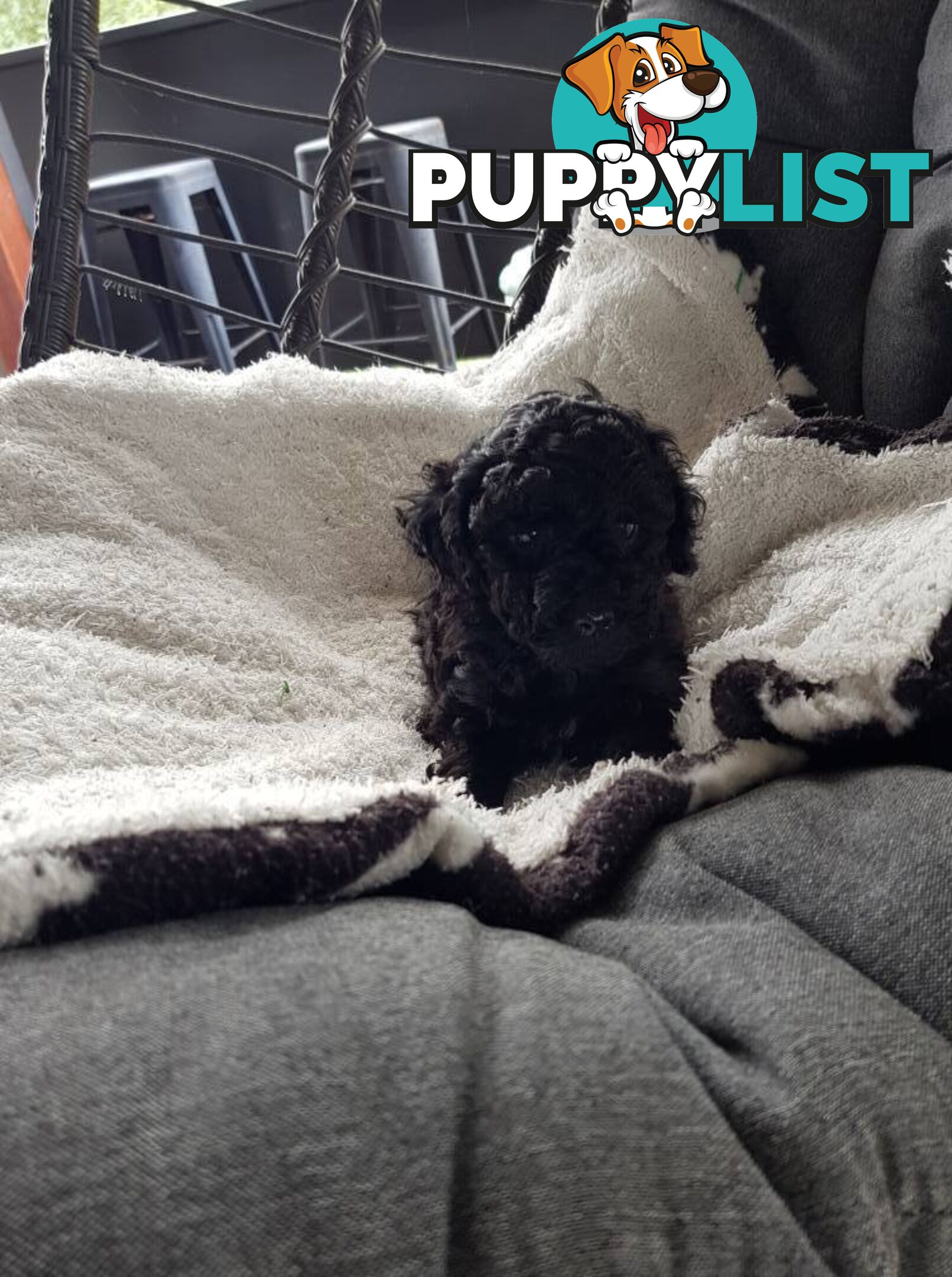 Toy Poodle Pure bred DNA  clear by parentage