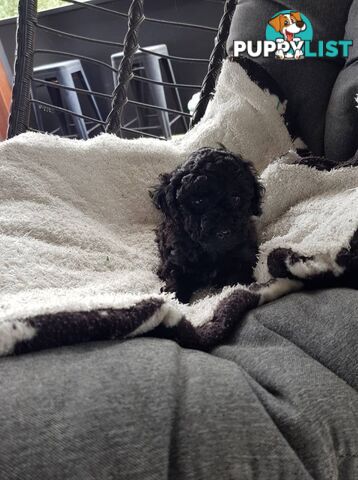 Toy Poodle Pure bred DNA  clear by parentage