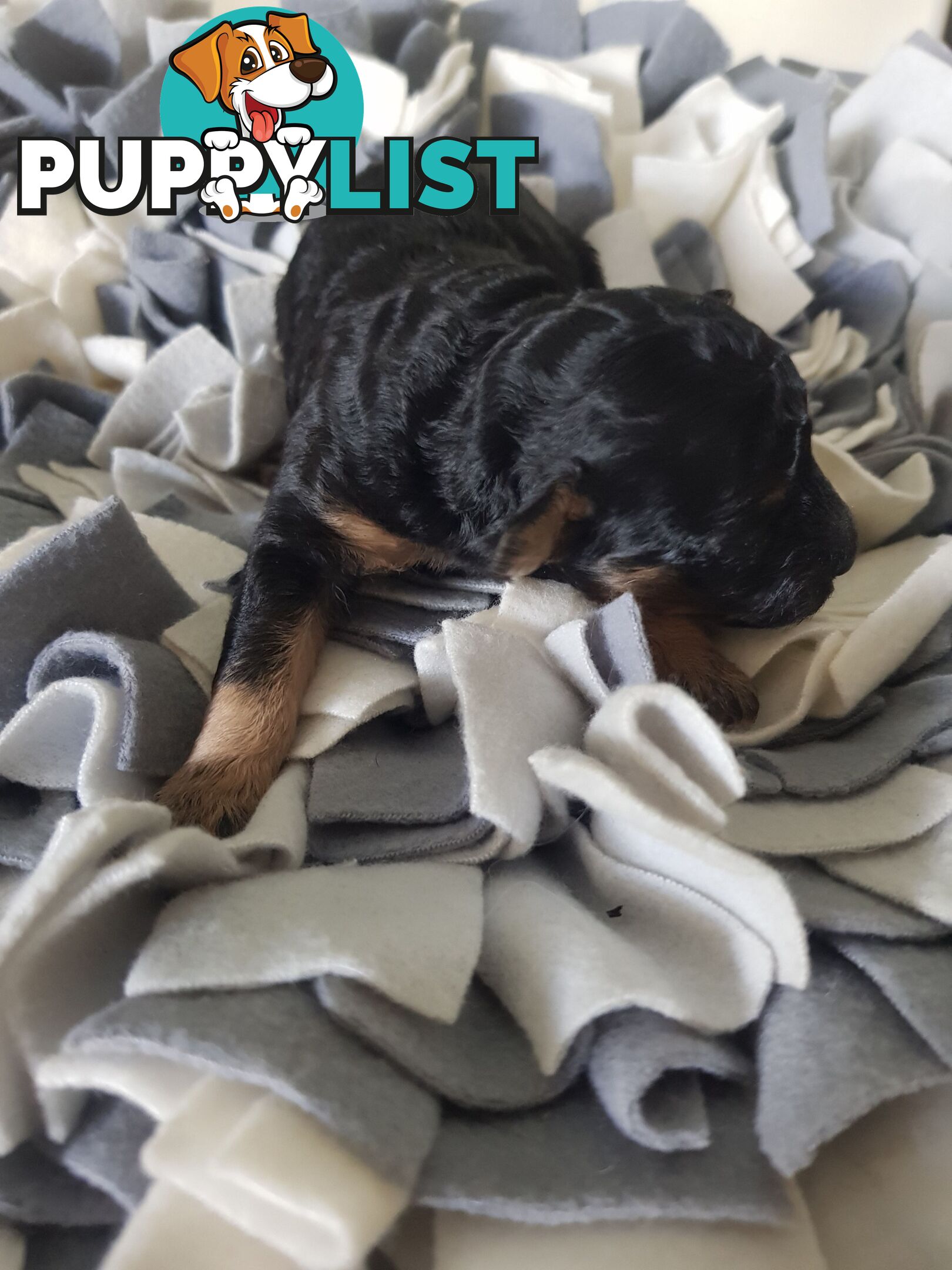 Toy Poodle Pure bred Dna clear parents