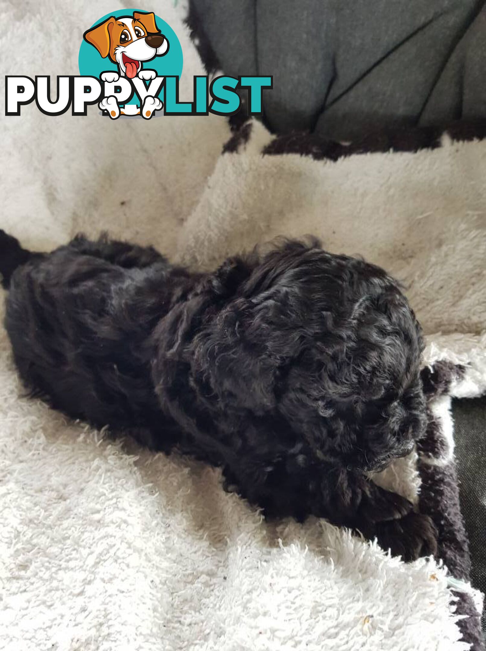 Toy Poodle Pure bred DNA  clear by parentage