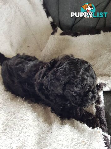 Toy Poodle Pure bred DNA  clear by parentage