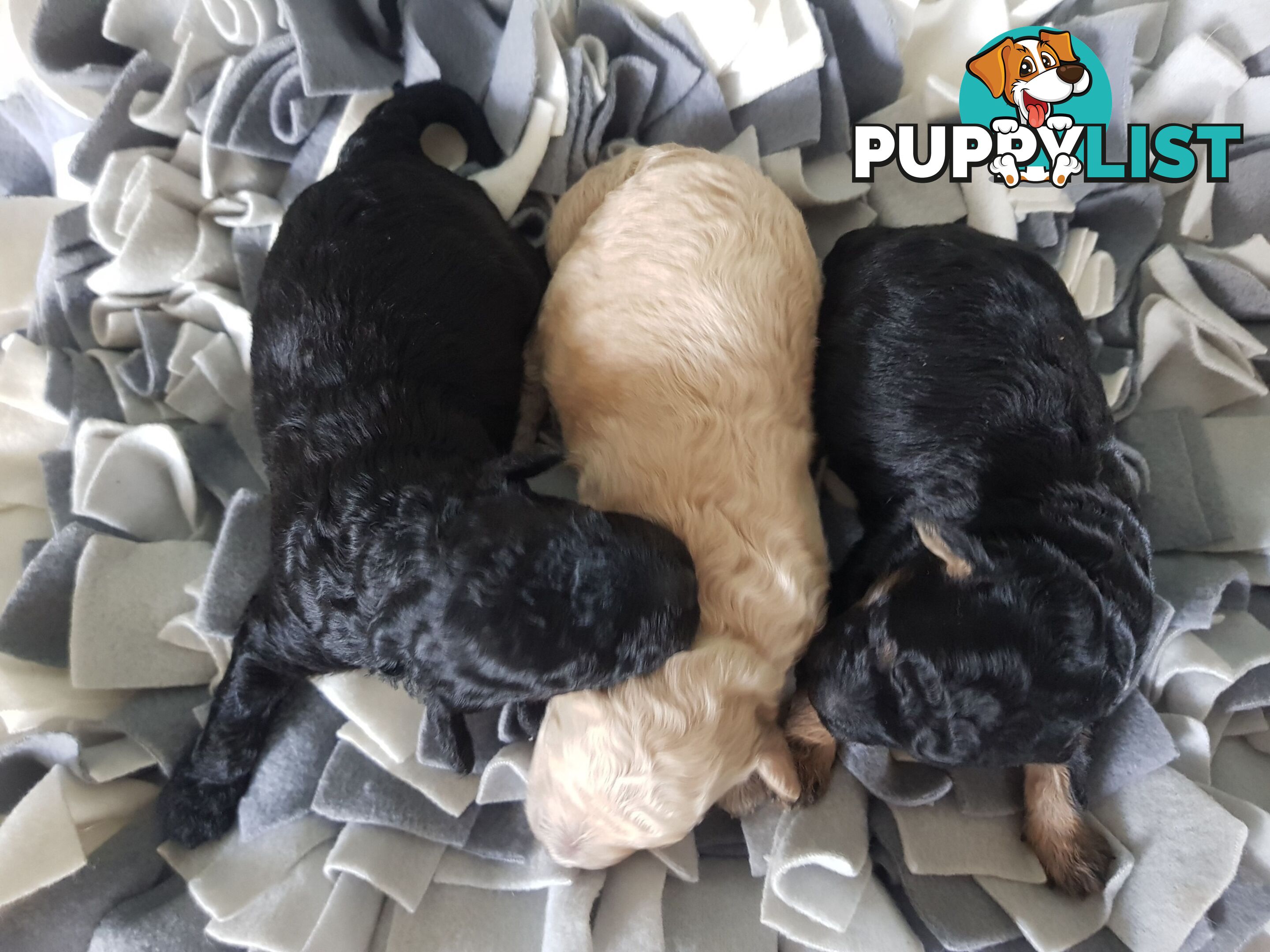 Toy Poodle Pure bred Dna clear parents