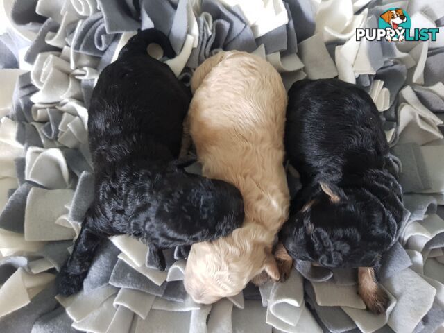 Toy Poodle Pure bred Dna clear parents