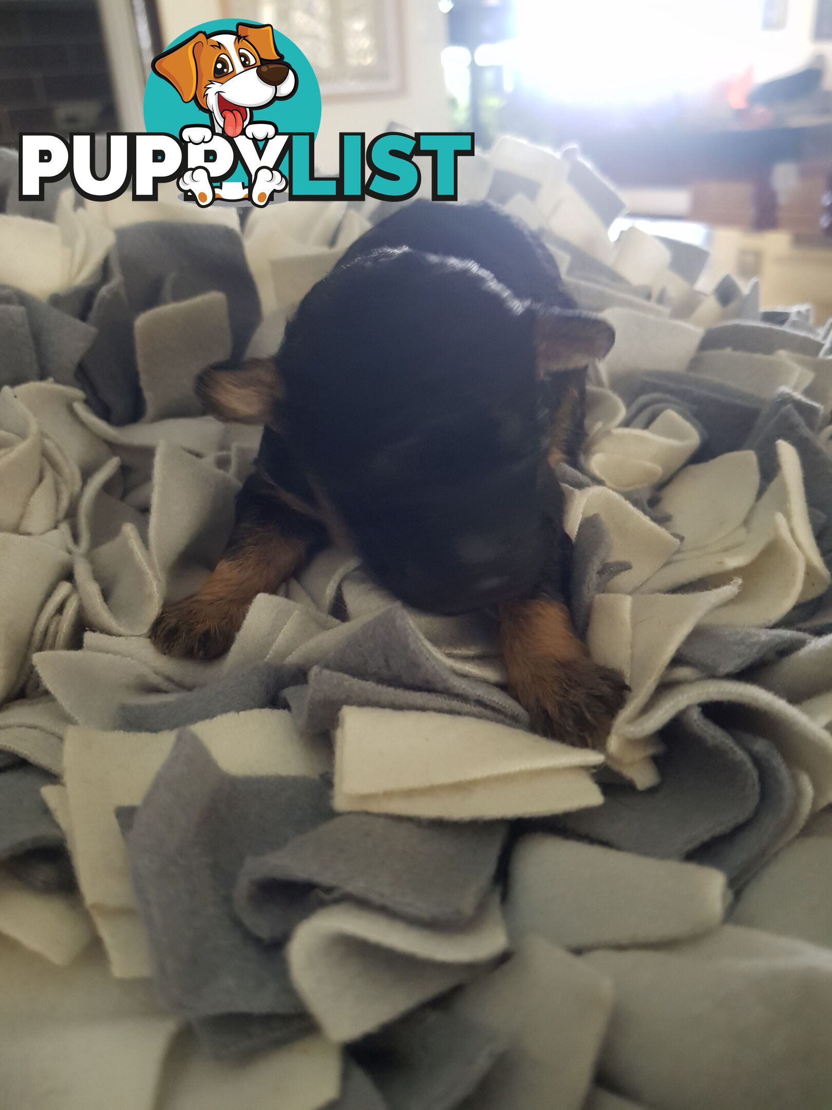 Toy Poodle Pure bred Dna clear parents