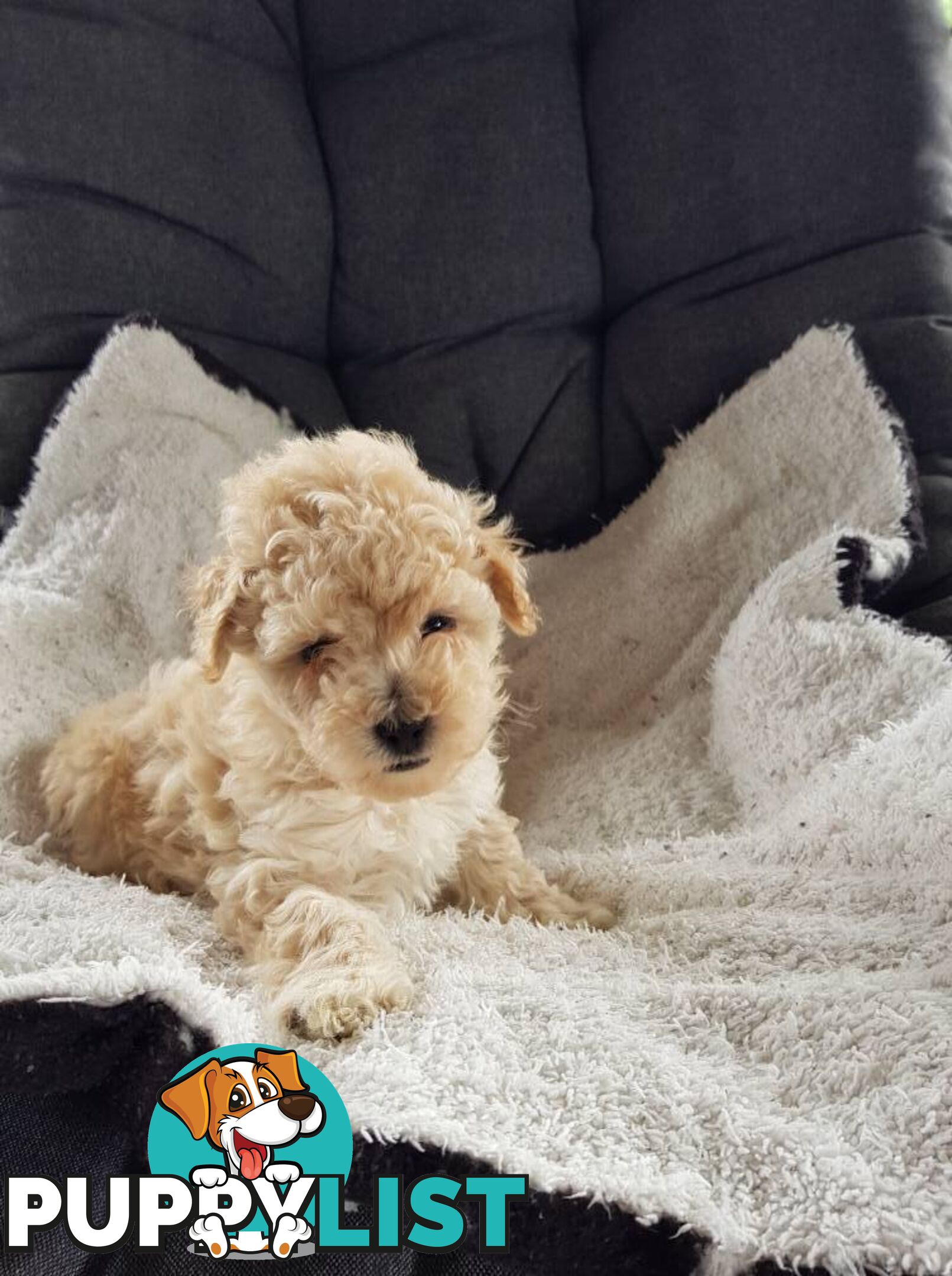 Toy Poodle Pure bred DNA  clear by parentage