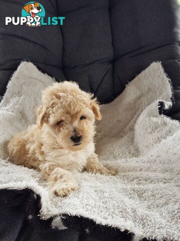 Toy Poodle Pure bred DNA  clear by parentage