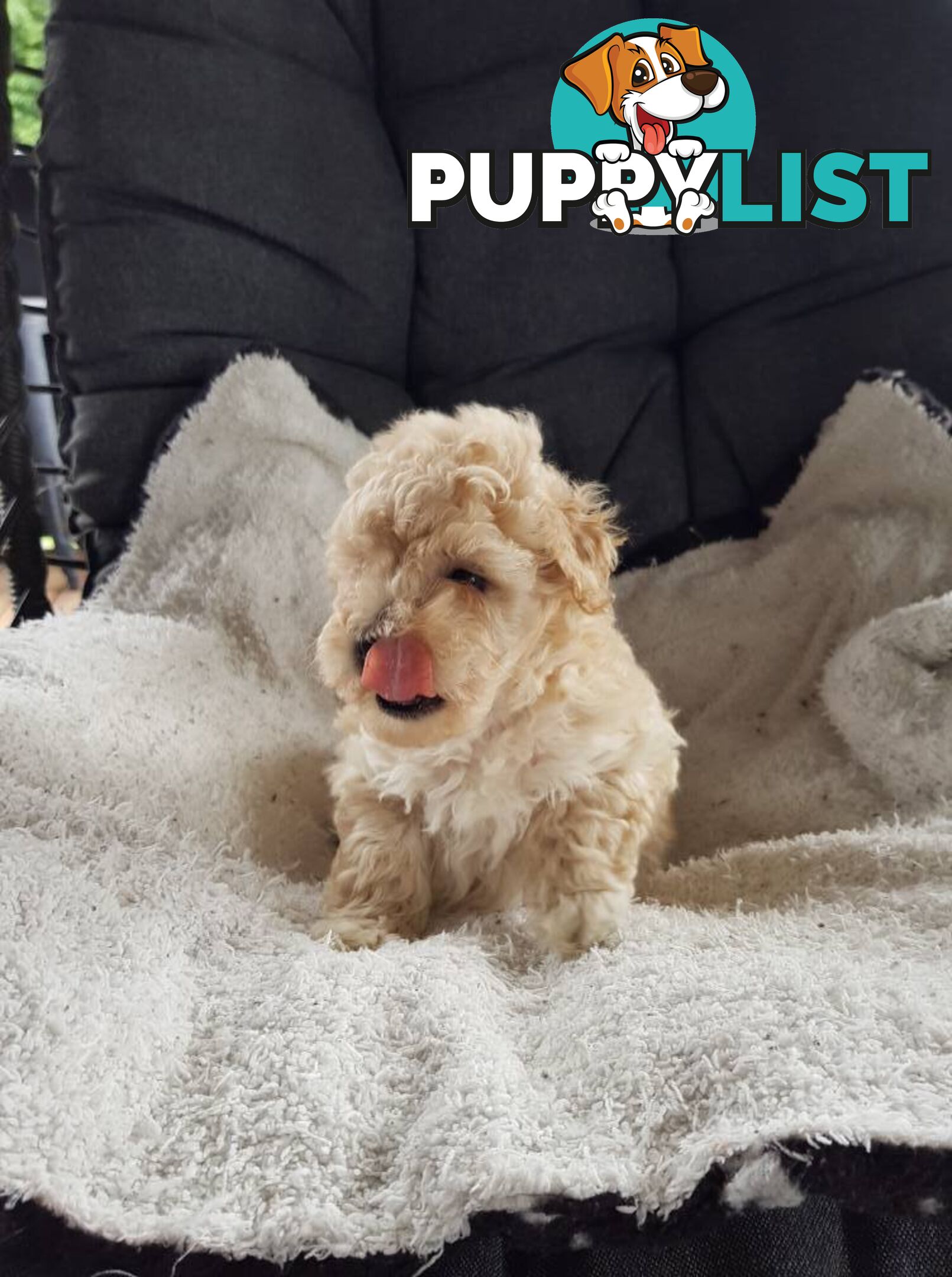 Toy Poodle Pure bred DNA  clear by parentage