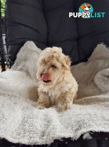 Toy Poodle Pure bred DNA  clear by parentage