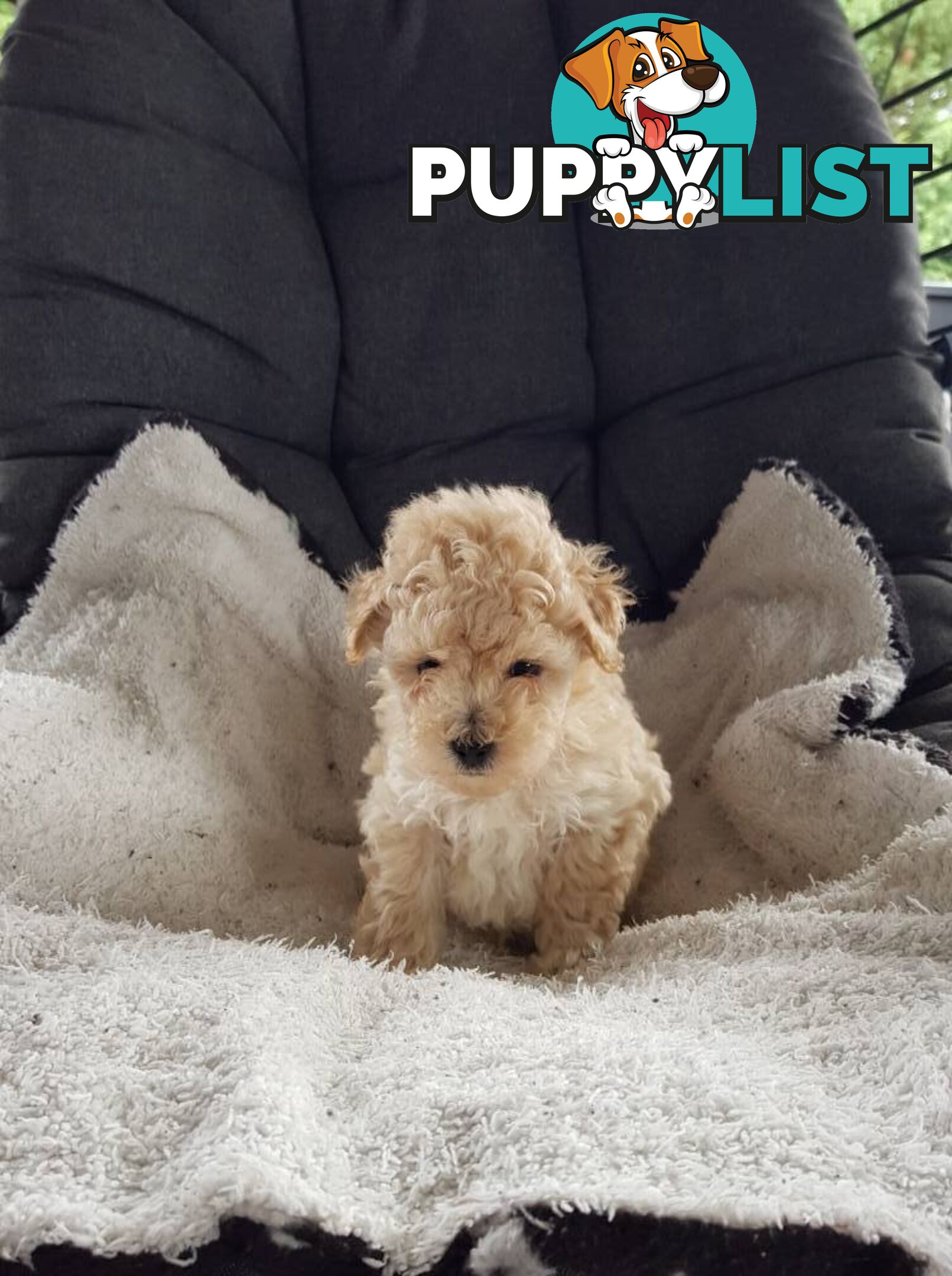 Toy Poodle Pure bred DNA  clear by parentage