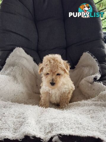 Toy Poodle Pure bred DNA  clear by parentage