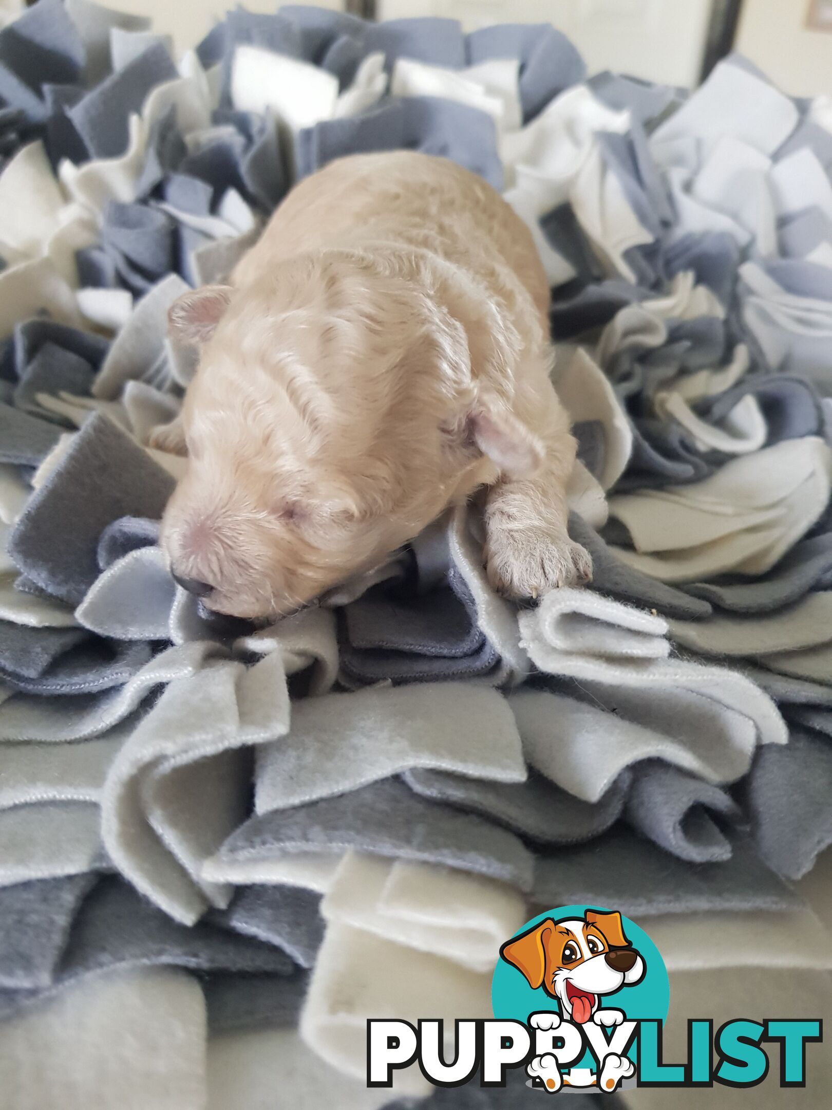 Toy Poodle Pure bred Dna clear parents