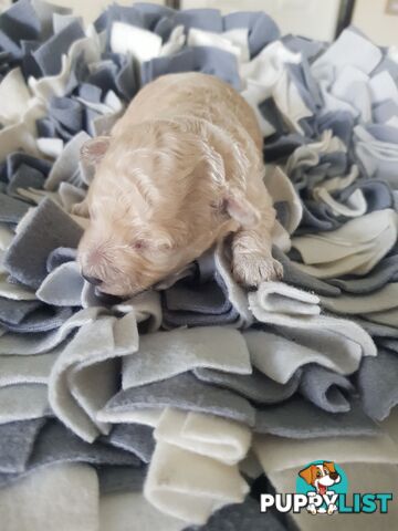 Toy Poodle Pure bred Dna clear parents