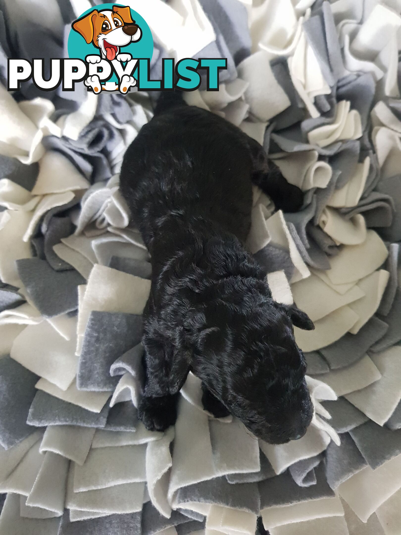 Toy Poodle Pure bred Dna clear parents