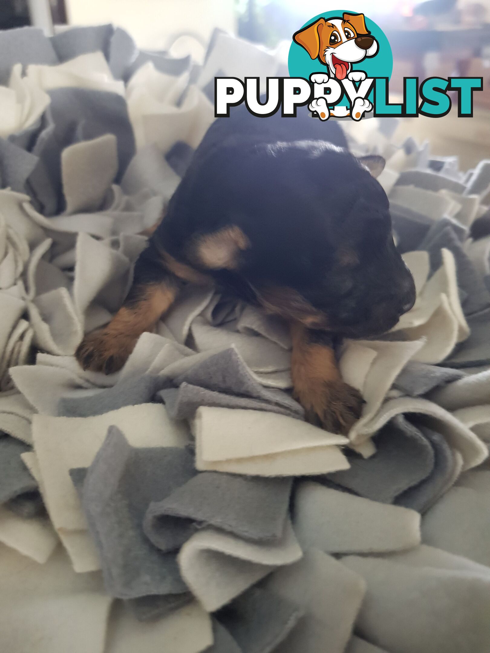 Toy Poodle Pure bred Dna clear parents