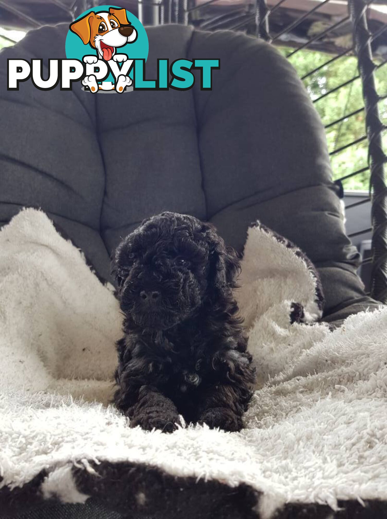 Toy Poodle Pure bred DNA  clear by parentage