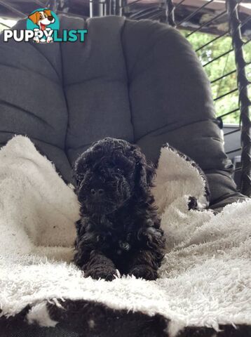 Toy Poodle Pure bred DNA  clear by parentage