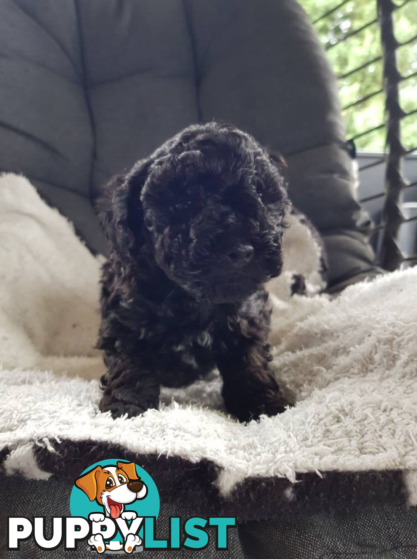 Toy Poodle Pure bred DNA  clear by parentage