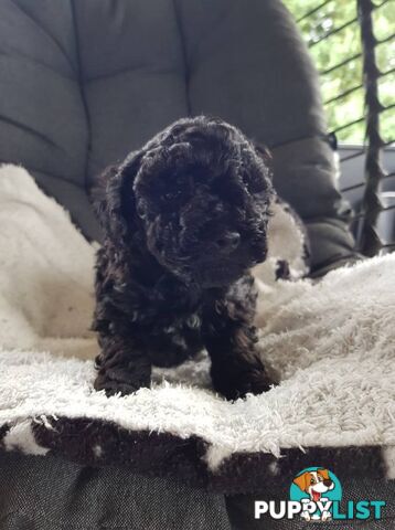 Toy Poodle Pure bred DNA  clear by parentage