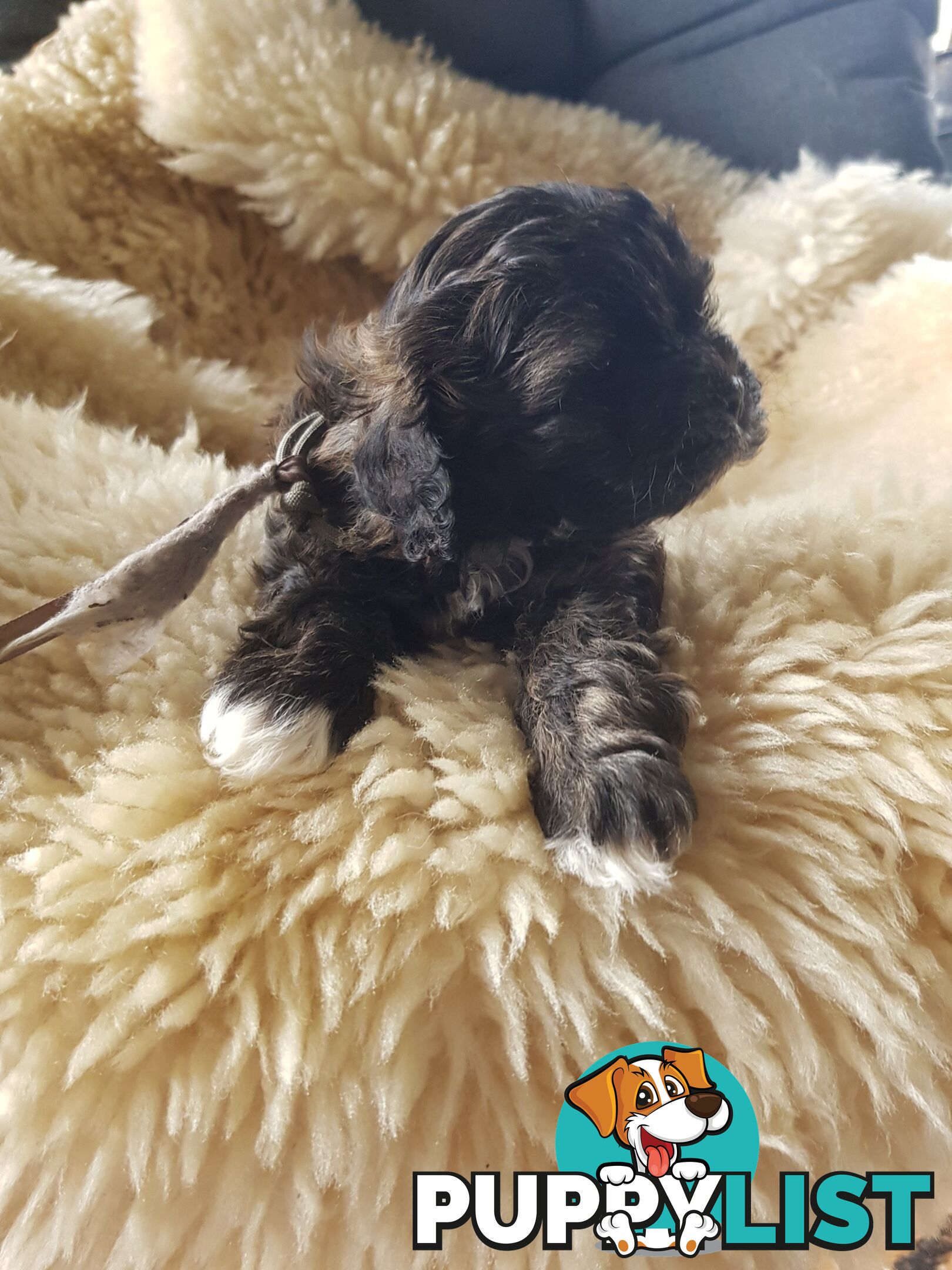 shoodle (toy)   shihtzu x Toy poodle 2 puppies left