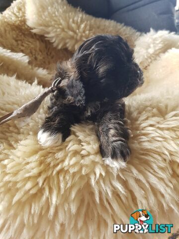 shoodle (toy)   shihtzu x Toy poodle 2 puppies left