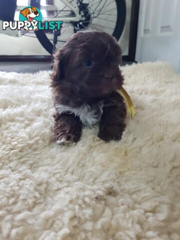 shoodle (toy)   shihtzu x Toy poodle