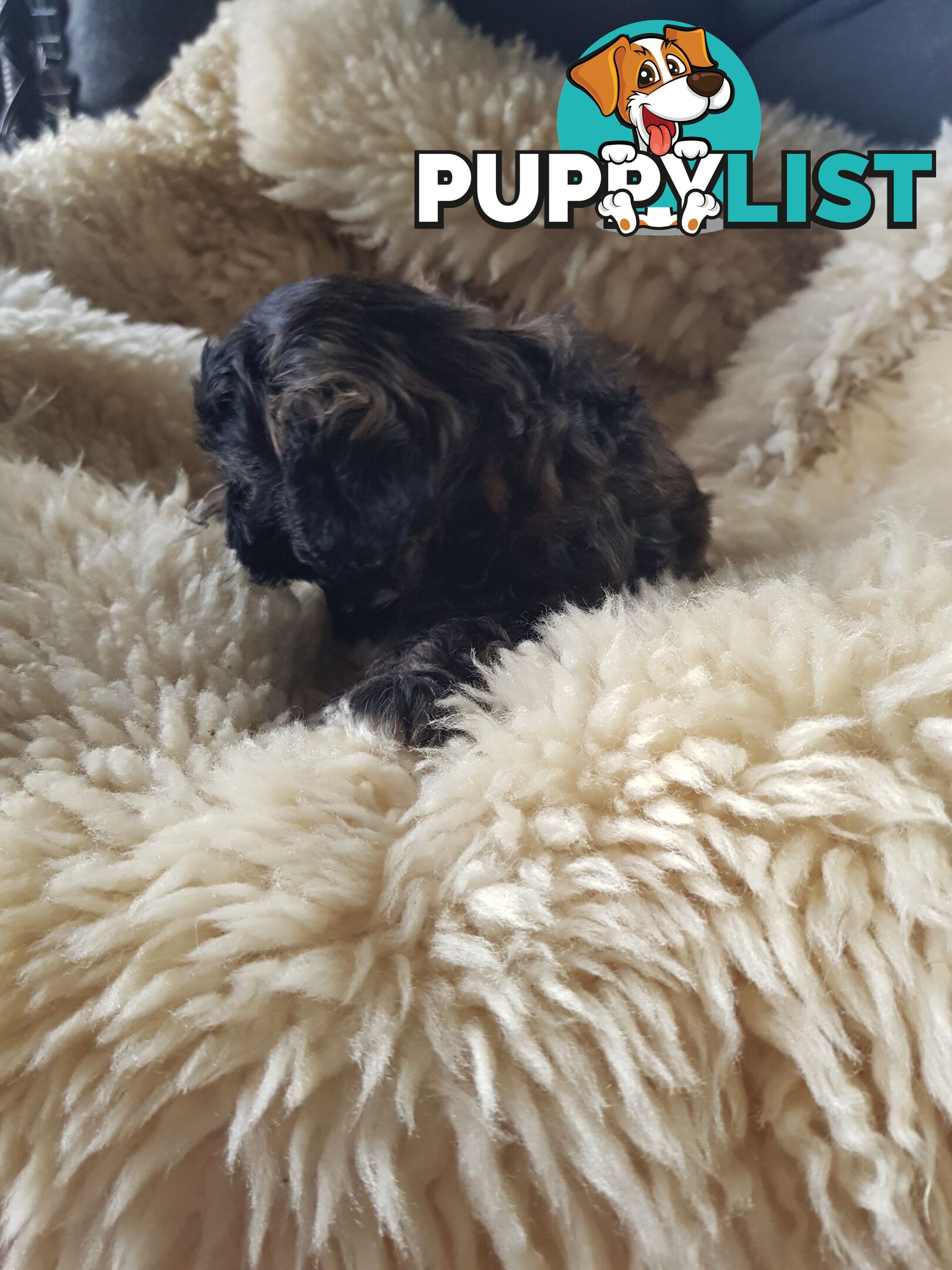 shoodle (toy)   shihtzu x Toy poodle 2 puppies left