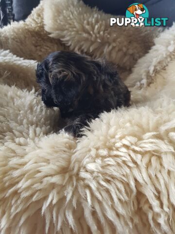 shoodle (toy)   shihtzu x Toy poodle 2 puppies left