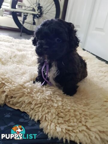 shoodle (toy)   shihtzu x Toy poodle