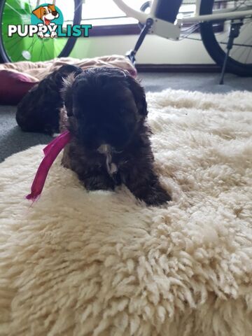 shoodle (toy)   shihtzu x Toy poodle 3 puppies left