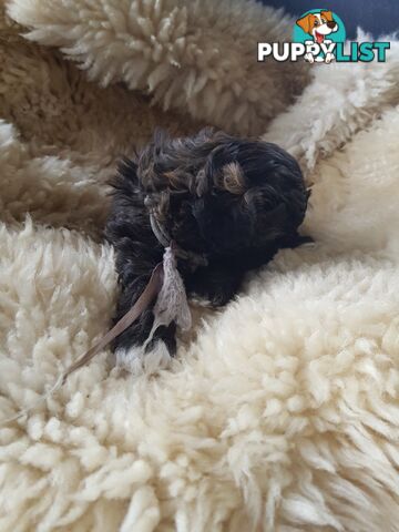 shoodle (toy)   shihtzu x Toy poodle 2 puppies left
