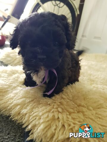 shoodle (toy)   shihtzu x Toy poodle