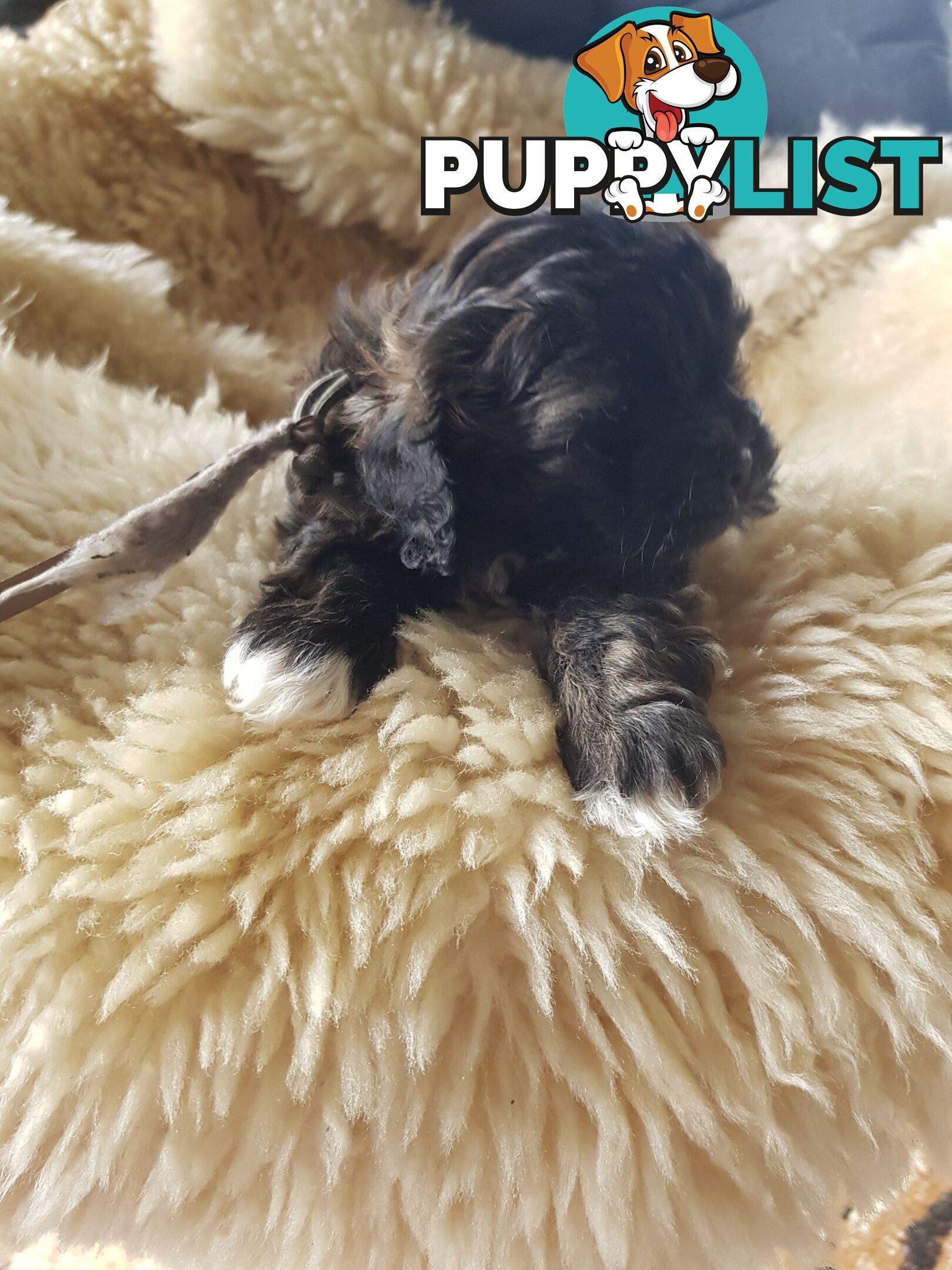 shoodle (toy)   shihtzu x Toy poodle 2 puppies left