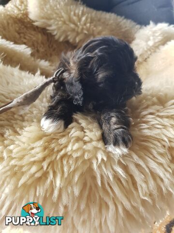shoodle (toy)   shihtzu x Toy poodle 2 puppies left