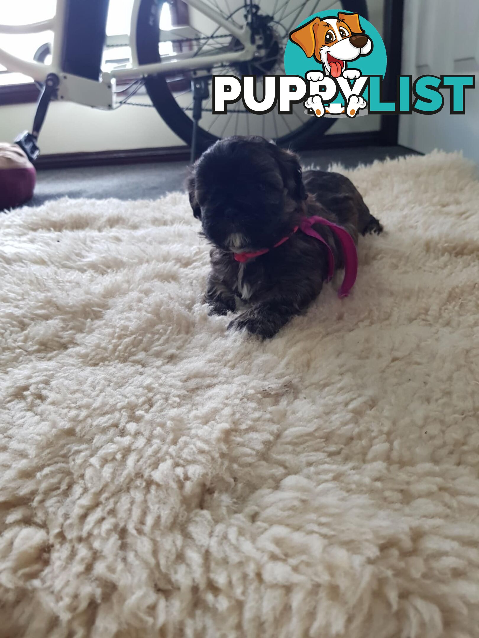 shoodle (toy)   shihtzu x Toy poodle 2 puppies left