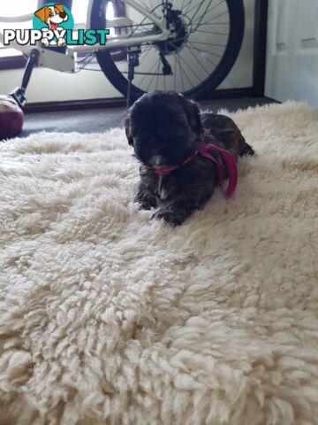shoodle (toy)   shihtzu x Toy poodle 1 puppy left