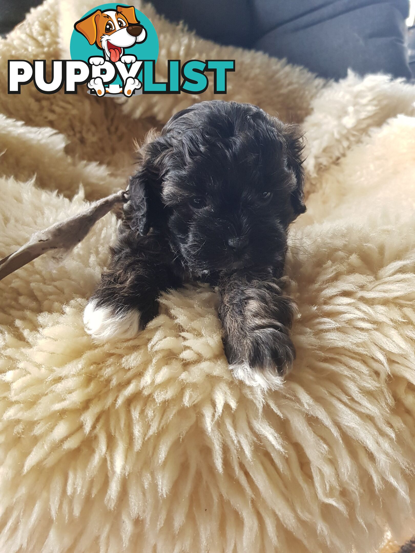 shoodle (toy)   shihtzu x Toy poodle 2 puppies left